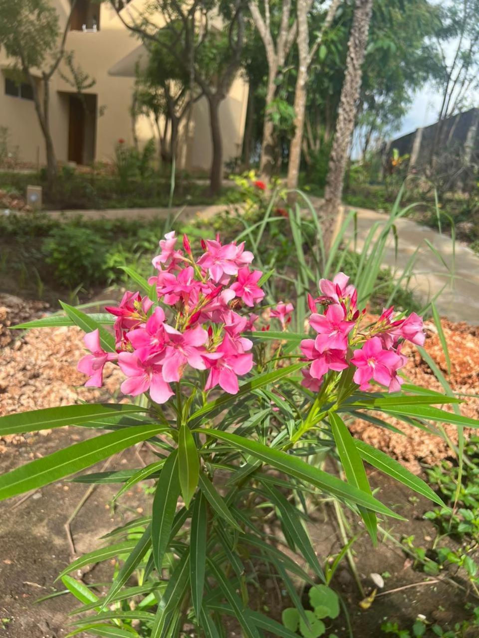 לינה וארוחת בוקר דיאני ביץ' Tombo House מראה חיצוני תמונה